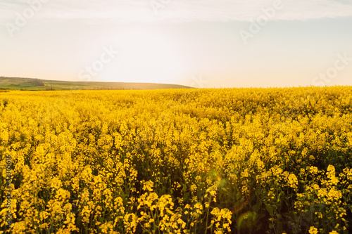 Blooming rapeseed field with sunset light. Yellow flowers background