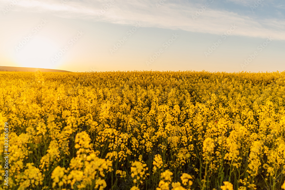 Blooming rapeseed field with sunset. Yellow flowers