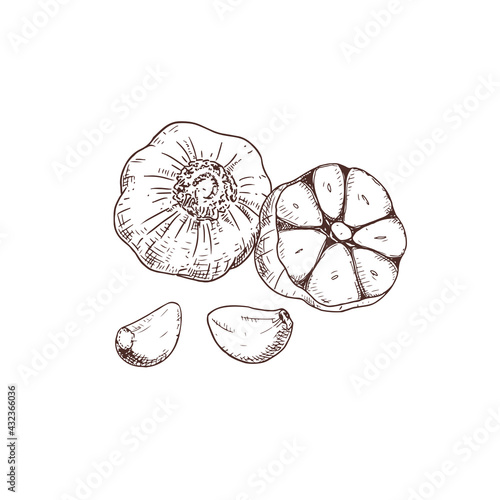 Hand drawn garlic. Vector illustration isolated on white background.