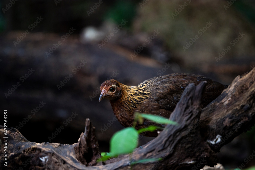 Red Jungle Fowl Red Jungle Fowl