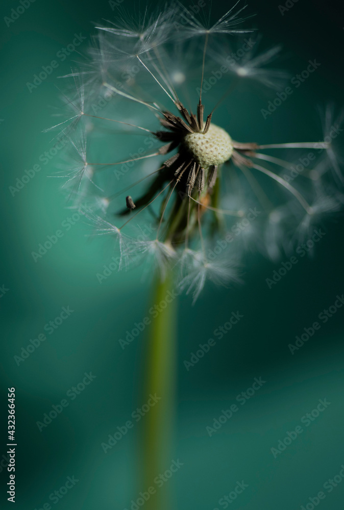 Fototapeta premium Pusteblume, Hintergrund in Grüntönen, close up