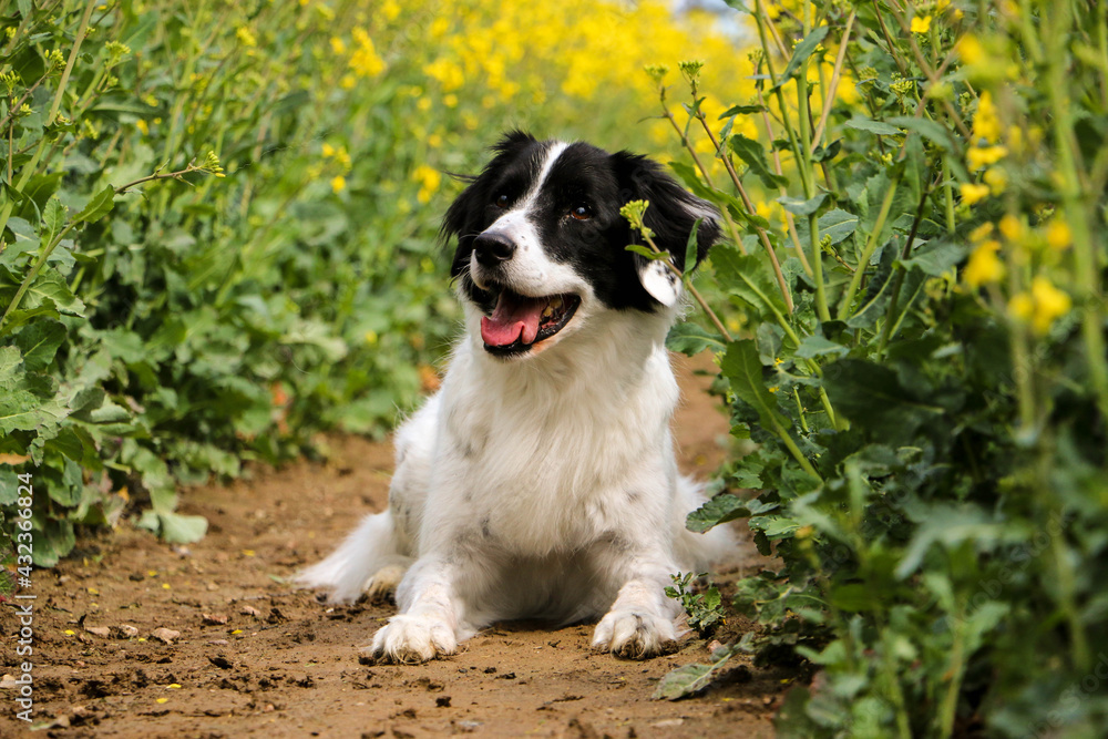 beautiful black and white dog is lying in a rape seed field