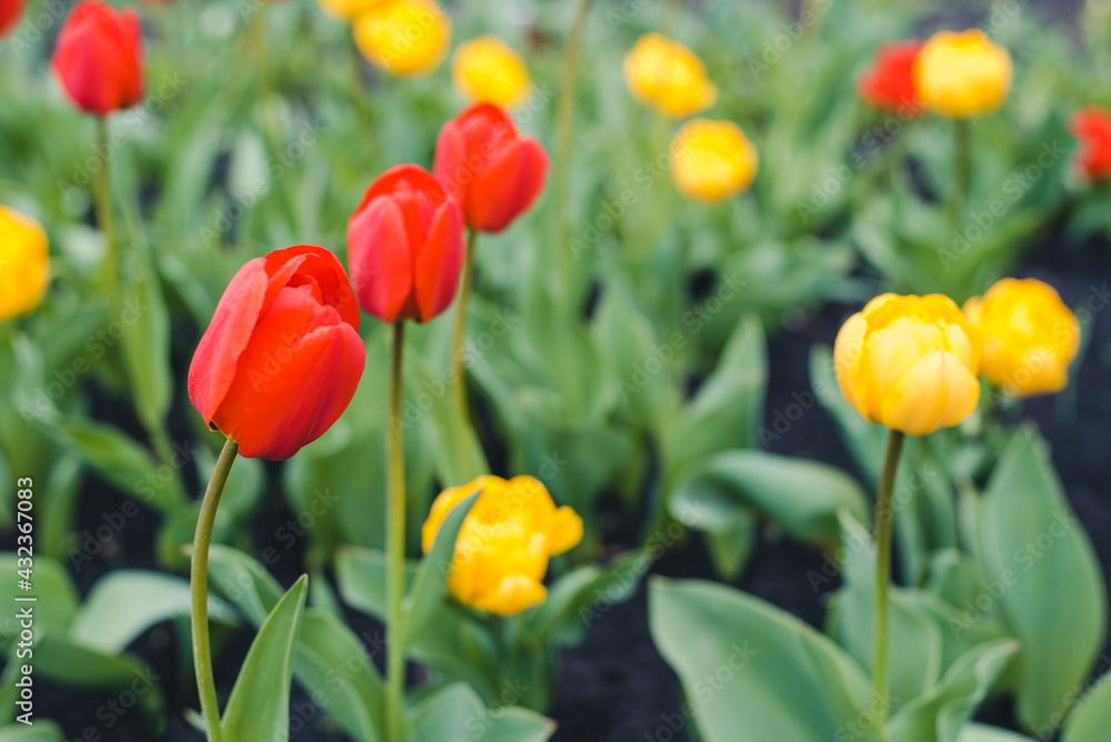 flowerbed with tulips, colorful tulips, spring flowers