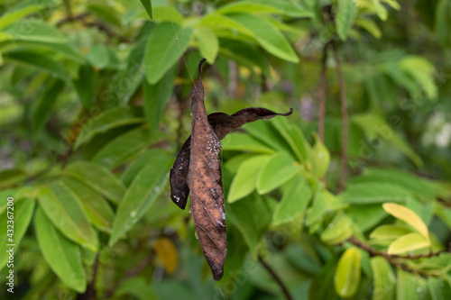 the dried leaves hang