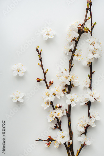 cherry branches on a white background, cherry blossoms, cherry flowers on a white background 