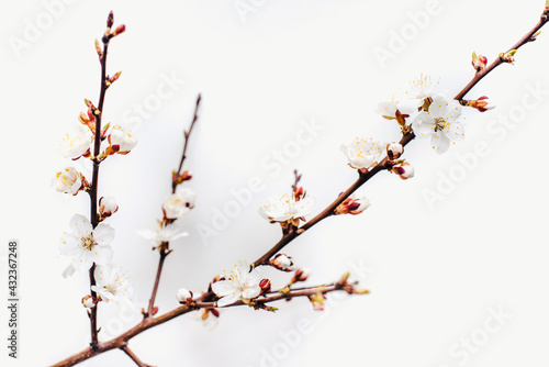 cherry branches on a white background, cherry blossoms, cherry flowers on a white background 