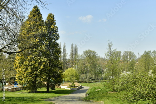 Deux arbres majestueux dont un séquoia géant au jardin Jean Sobieski à Laeken