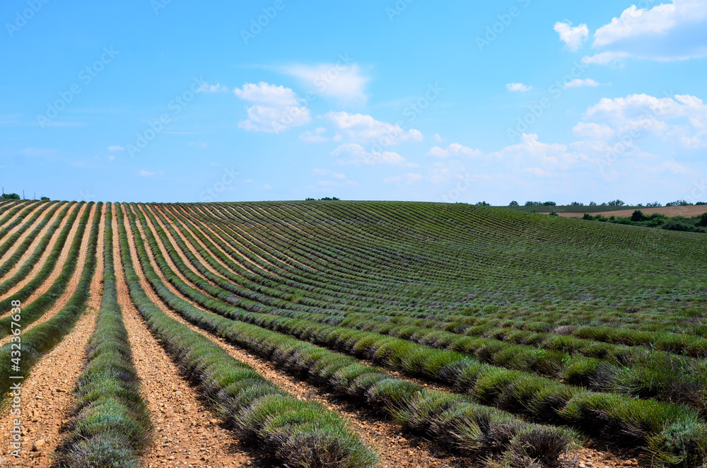 Lavendelfeld nach der Ernte, Provence, Frankreich, August 2018.