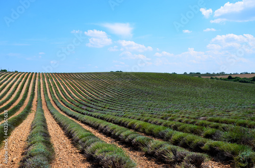 Lavendelfeld nach der Ernte  Provence  Frankreich  August 2018.