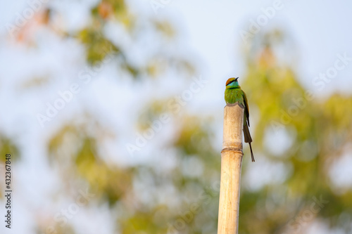 Green bee-eater or little green bee-eater perching on tree photo