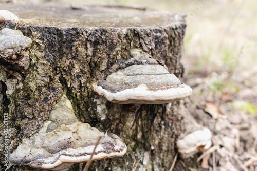 tinder fungus on a tree trunk, mushroom on a hemp 