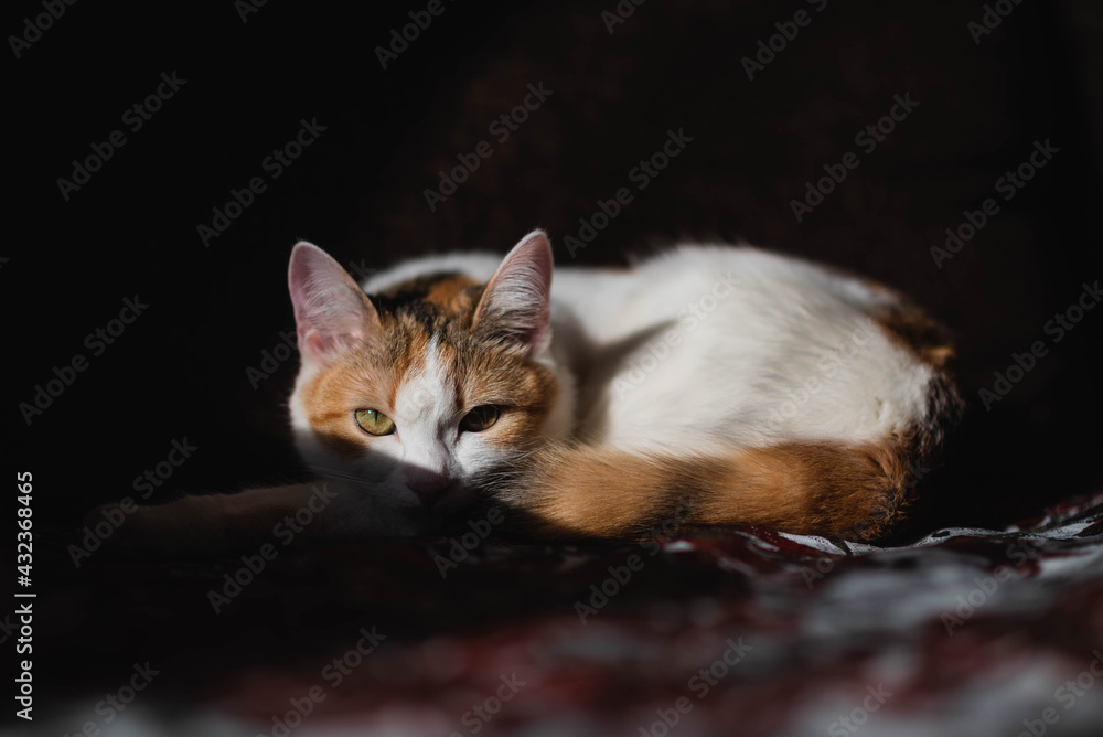 Fototapeta premium cat, kitten, animal, pet, cute, feline, kitty, domestic, fur, pets, portrait, eyes, white, animals, young, nature, eye, mammal, looking, black, cats, adorable, baby, beautiful, face