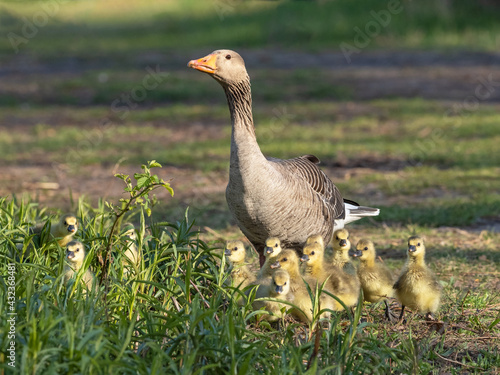 Graugans (Anser anser) mit Küken photo