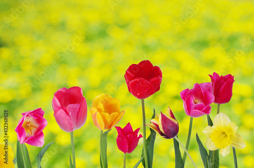 Multicolored tulips on a natural blurred background.