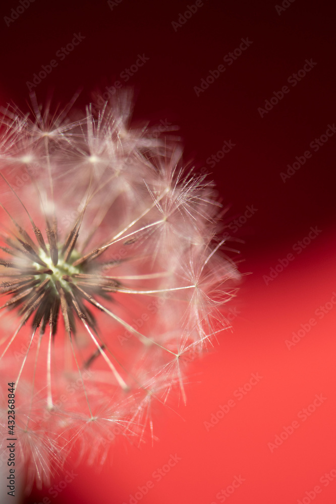 Fototapeta premium Pusteblume, Hintergrund rot/schwarz, close up