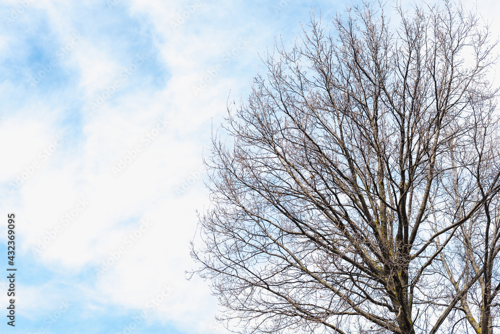 tree against the background of the sky, branches against the background of the sky tree against the background of the sky, branches against the background of the sky