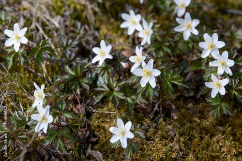 Anemonoides nemorosa a sure spring Helgeland Nordland county Norway scandinavia Europe