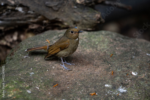 Rufous - bellied Niltava photo