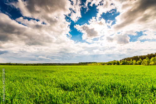 Fields in the forest plains illuminated by the summer sun photo