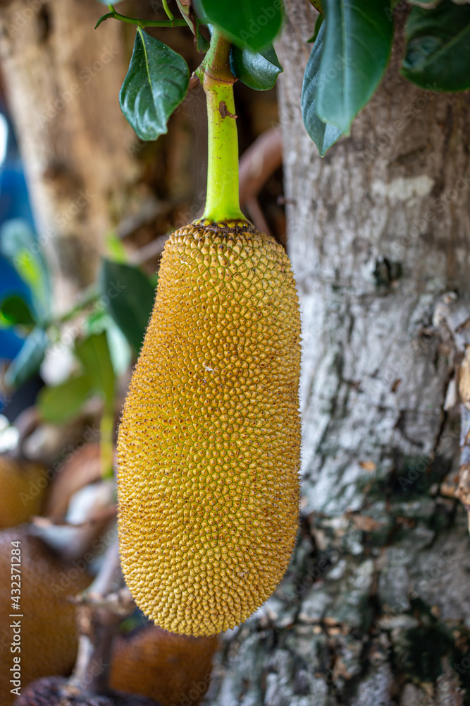 Jackfruit tree in garden and young Jackfruit. selective focus Jackfruit tree in garden and young Jackfruit. selective focus