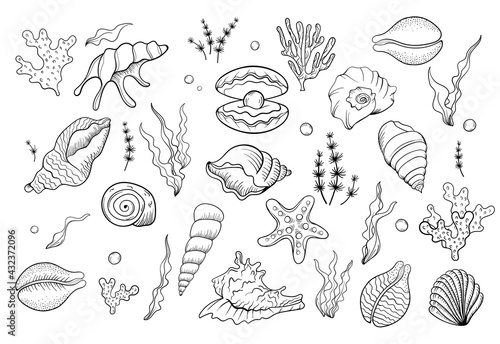 Sea shell pearl line art. Summer time beach shell. Vector hand drawn seashell. Nature ocean sketch mollusk. Water marine exotic animal, Scallop underwater tropical cockleshell.