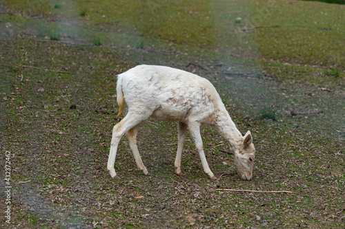 Little deers at a Park