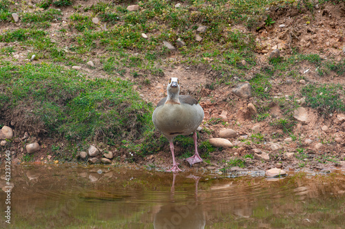 Egyptian goose on the Water