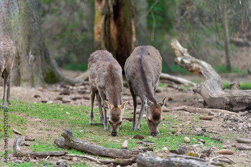 Deers in a animal Park. Deer. Stag.