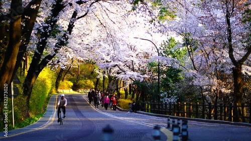 Tourists walking around the cherry blossoms tunnel On the road at Namsan Mountain in Seoul, 12 April 2020, South Korea vdo 4k