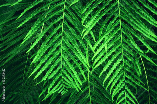 green tropical leaves background. summer and nature concept.