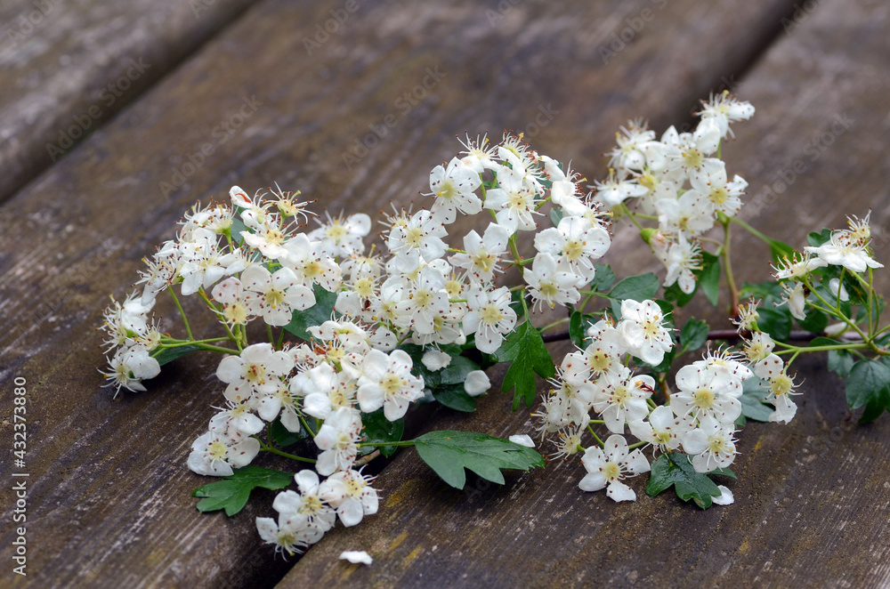 Medicinal plants: hawthorn flowers (Crataegus monogyna) on a wooden board Medicinal plants: hawthorn flowers (Crataegus monogyna) on a wooden board