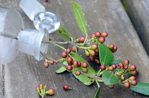 Medicinal plants: branch of Rhamnus alaternus with fruits in a glass jar on a wooden table photo