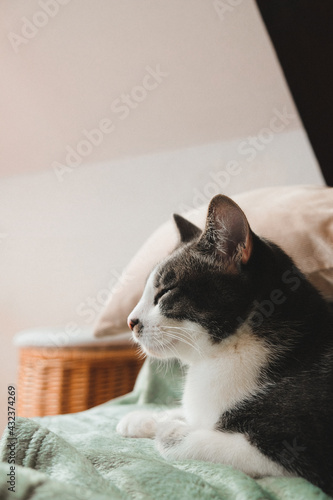Portrait de chat tigré blanc, gris clair et gris foncé se reposant sur un plaid sur un canapé, beau chat, joli chat, animal de compagnie apaisé et endormi sur le canapé du salon 