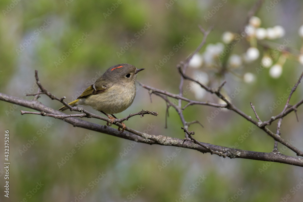 ruby-crowned kinglet (Regulus calendula) in spring ruby-crowned kinglet (Regulus calendula) in spring