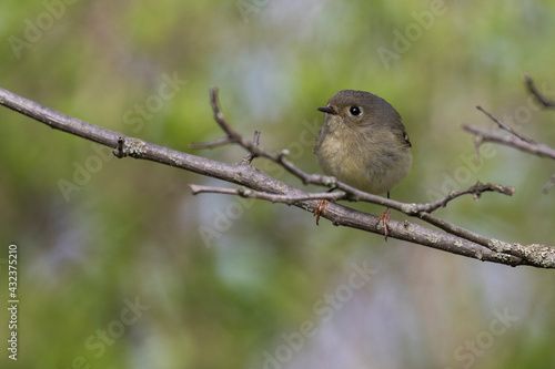  ruby-crowned kinglet (Regulus calendula) in spring