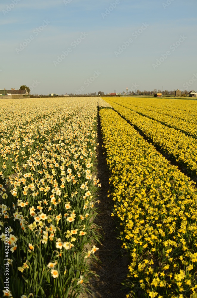 Dutch landscape with the flower fields