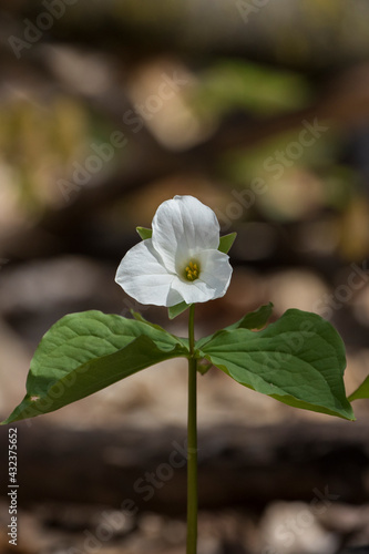 Fototapeta Naklejka Na Ścianę i Meble -  Trillium grandiflorum, the white trillium, large-flowered trillium, great white trillium, white wake-robin