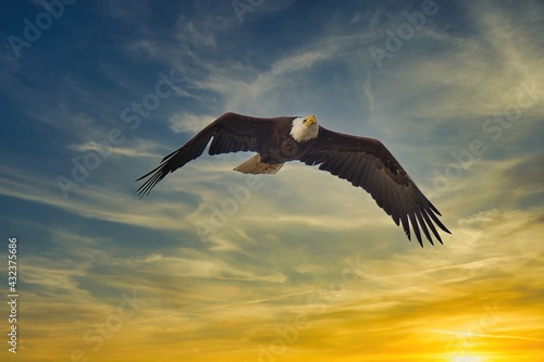 Eagle flying in the sunset