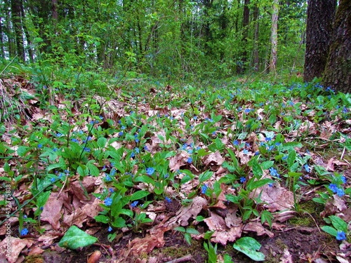 Blue creeping navelwort (Omphalodes verna) flowers photo