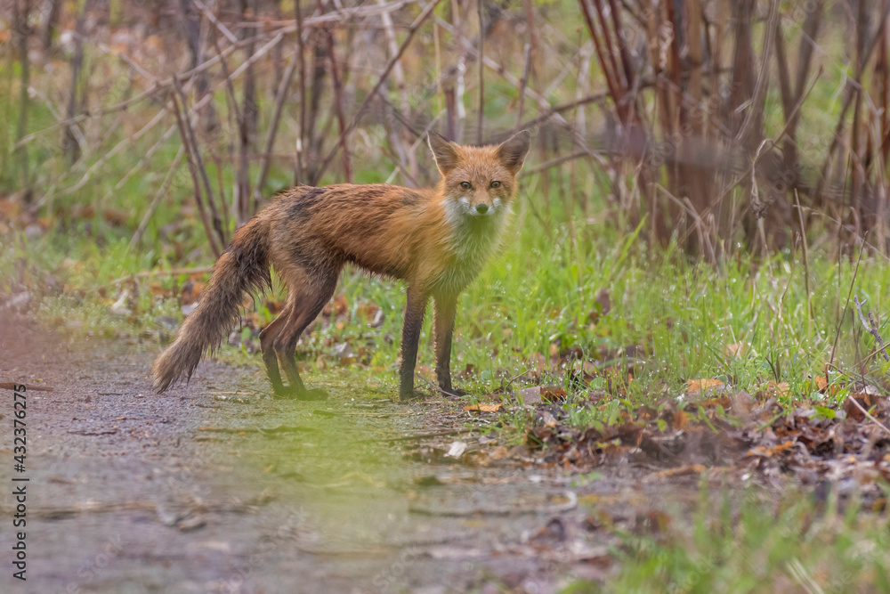 female red fox in spring