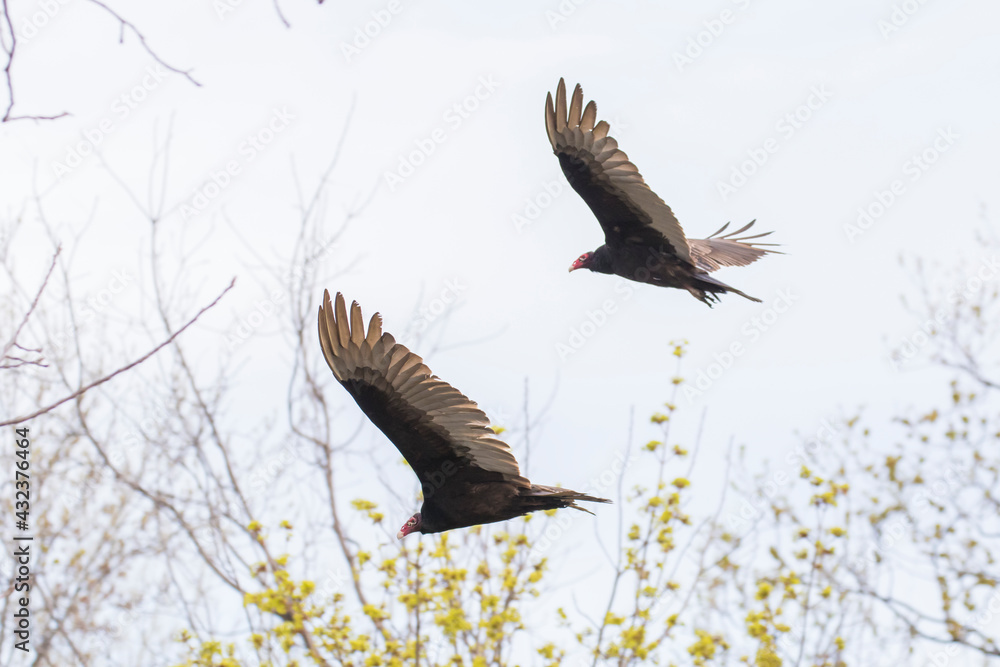 Fototapeta premium Turkey vulture (Cathartes aura) in spring migration