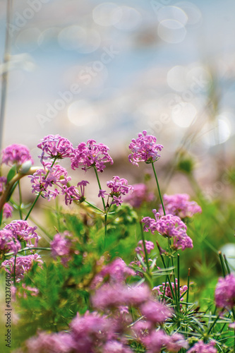 Close-up shot of Asperula hirsuta flower