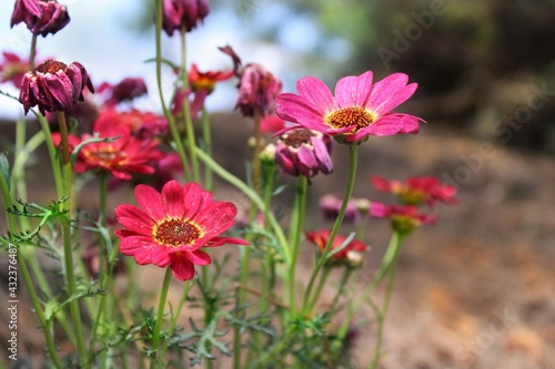 Beautiful red daisies in the field 