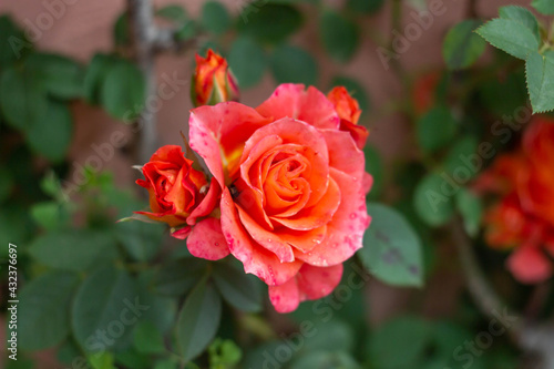 Beautiful Orange and pink color of Floribunda Rose in Organic garden Italy.