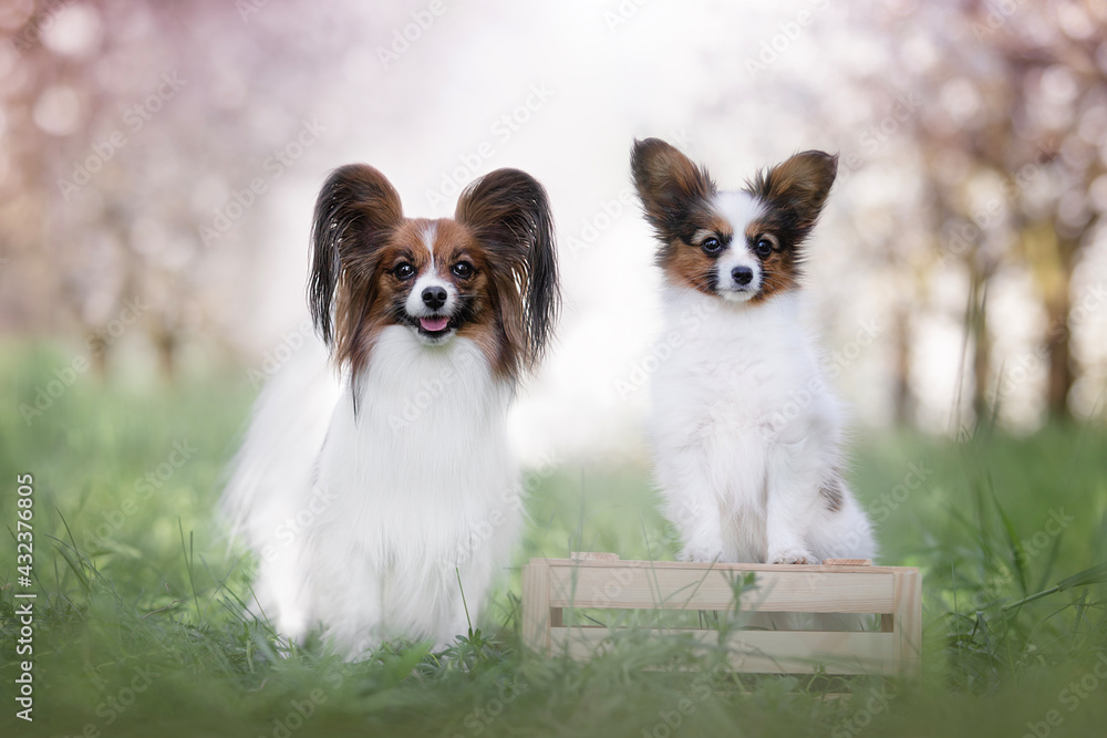 two Papillon dogs mother and her puppy
