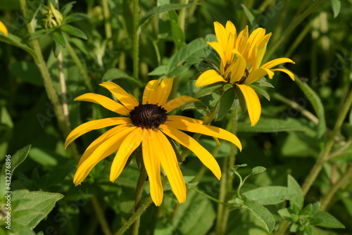 Big yellow flower in the garden. Blooming rudbeckia