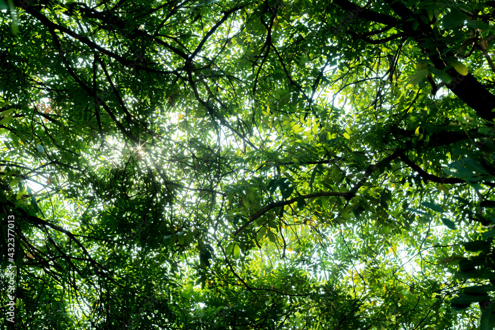 direct below picture of rainforest, low-angle background images of rainforests with sunshine direct below picture of rainforest, low-angle background images of rainforests with sunshine