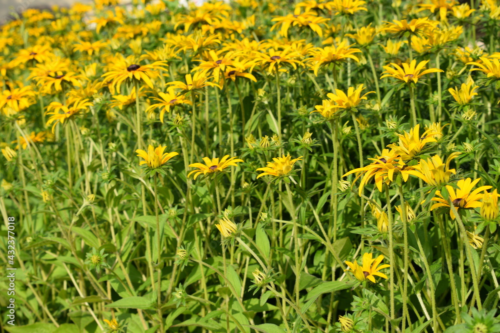 Obraz premium Rudbeckia in the garden