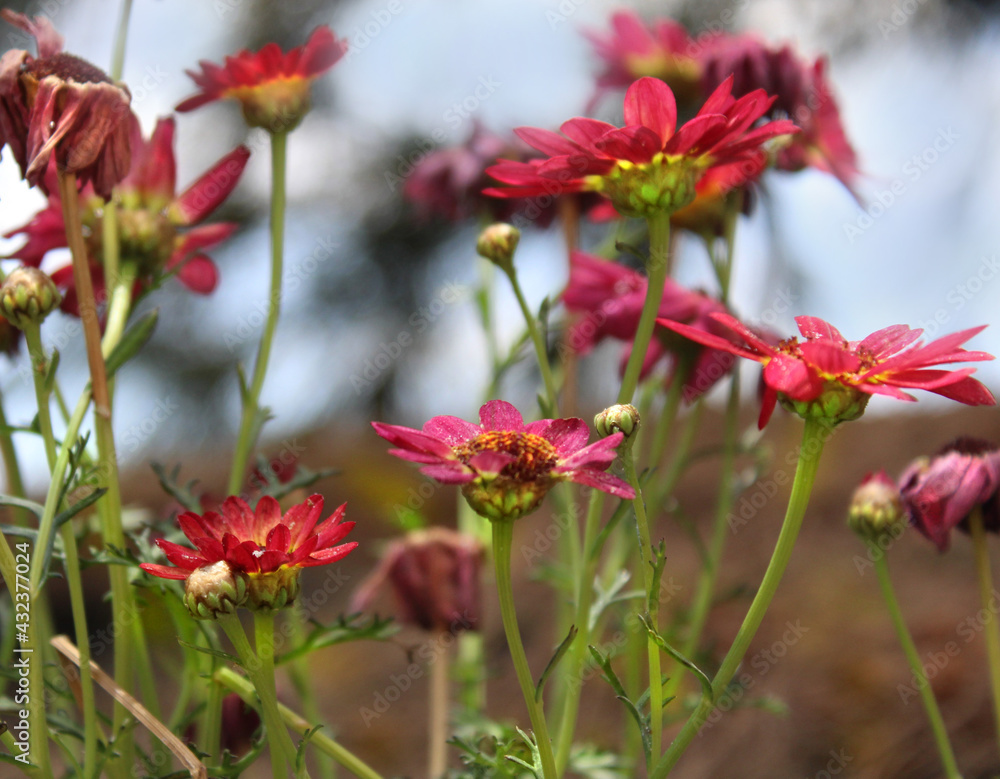 Beautiful red daisies in the field 