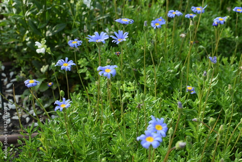 Felicia bergeriana flower also known as kingfisher daisy. Violet flower bed photo